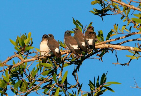White-breasted woodswallow