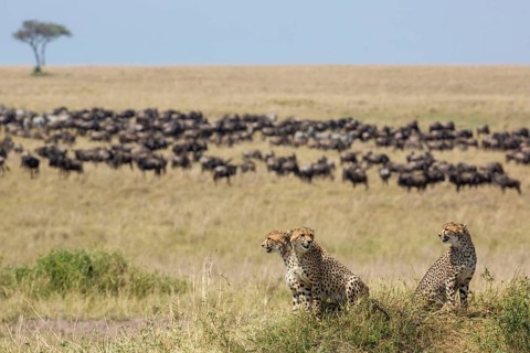 Acinonyx jubatus fearsoni