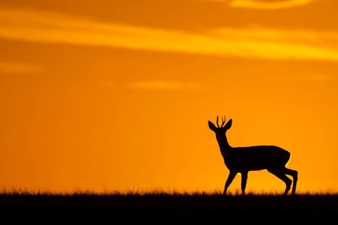 Western Roe european roe deer