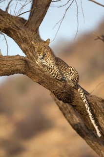 African leopard