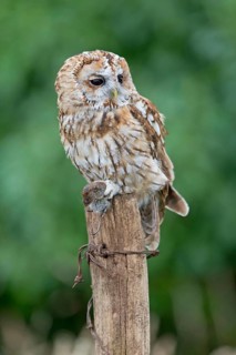 Tawny Owl