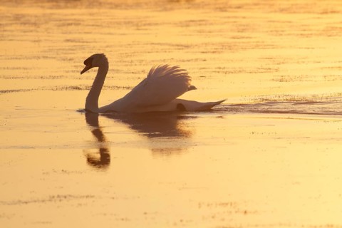 Mute Swan