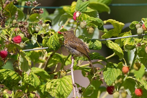 European Robin