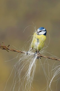 Blue Tit