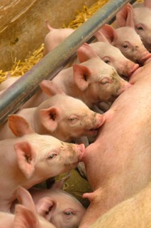 Domestic pig
