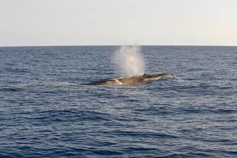 Sei Whale