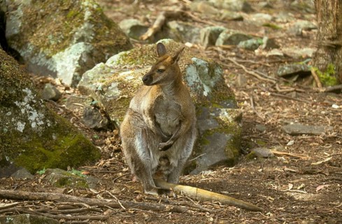 Red-necked Wallaby