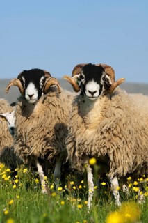 Domestic Sheep