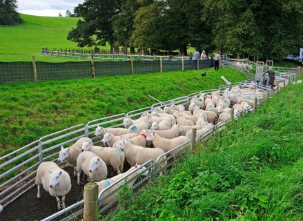 Sheep farm