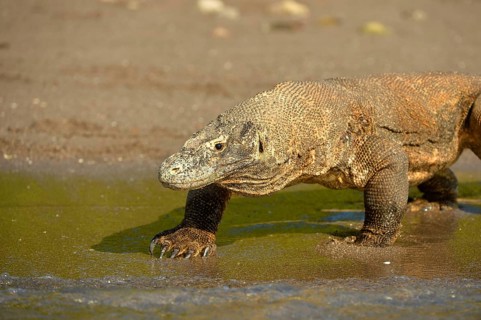 Komodo Dragon