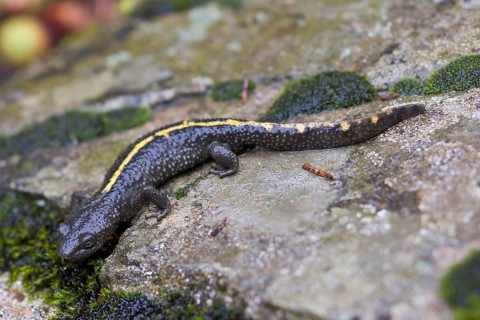 Pyrenean brook salamander