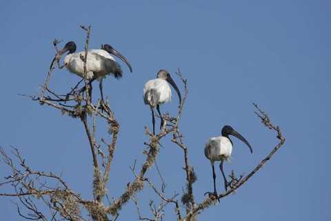 Black-headed ibis