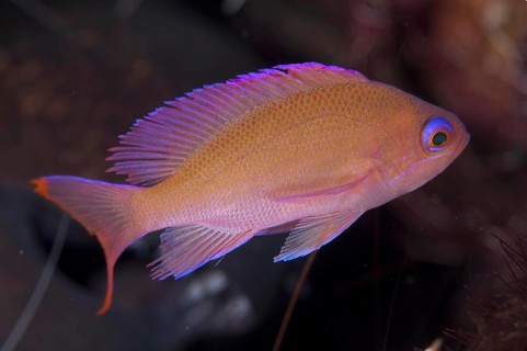 Flagfish