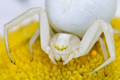 Goldenrod Crab Spider
