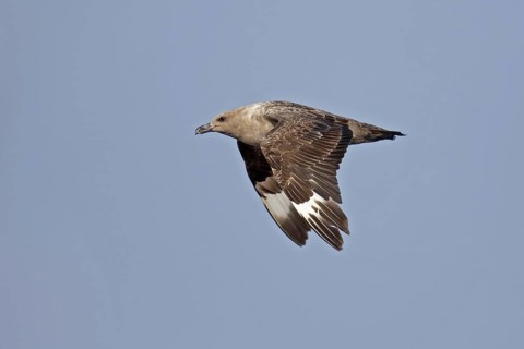 South Polar Skua