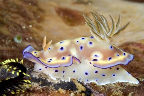 Other animals