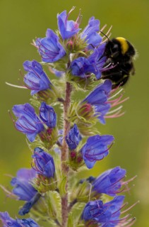 Viper's viper's bugloss