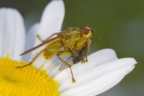 Yellow Dungfly
