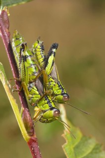 Alpine mountain grasshopper