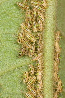Treehopper