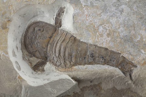 Sea scorpion