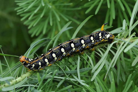 Spurge hawk-moth
