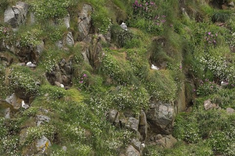 Northern Fulmar