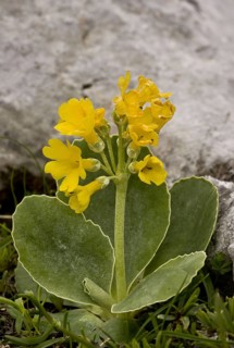 Auricula