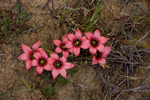 Sand-crocus