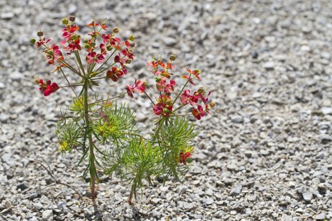 Cypress spurge