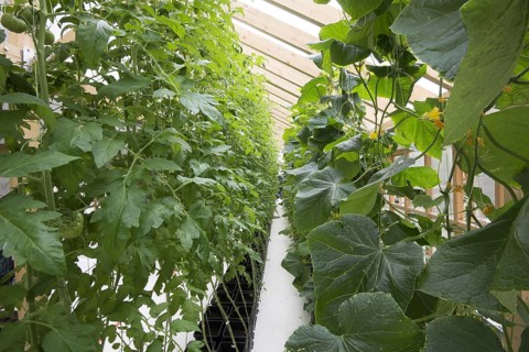 Tomatoes
