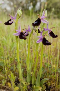 Flowering bertoloni's bee orchid