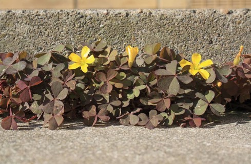 Creeping creeping woodsorrel