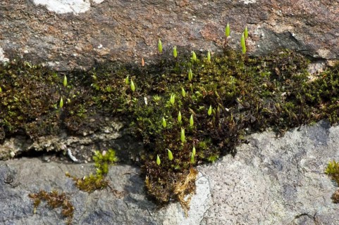 Large matted bryum capillary