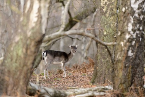Fallow Deer