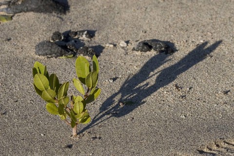 Young red mangrove growing on the beach