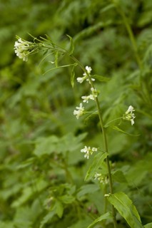 Tower Cress