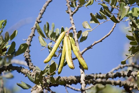Carob or carob tree