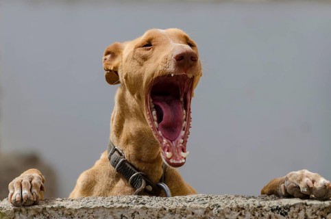 Podenco Canario