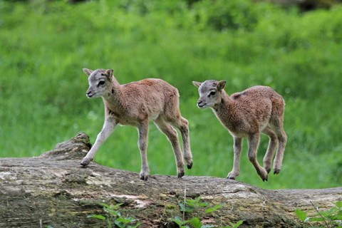 Mouflon