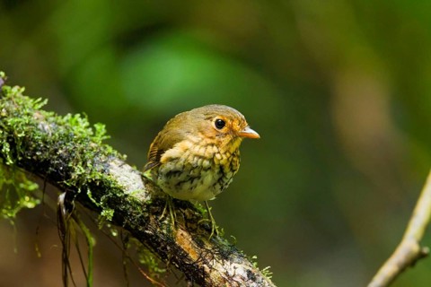Ochre-breasted Antpitta