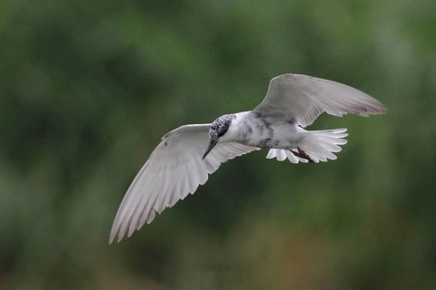 Whiskered tern