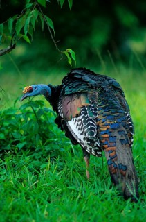 Turkey