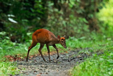 Indian Muntjac