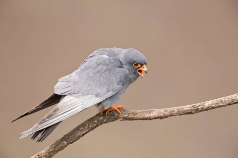 Red-footed falcon