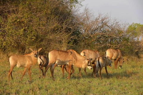 Roan Antelope