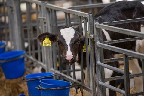 Domestic cattle