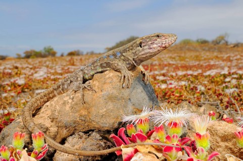 Western canaries lizard