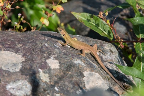 Giant Emerald Lizard