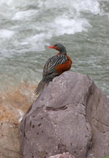 Torrent Duck
